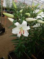 [4243 Siberia TL No201.JPG]